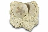 Two Fossil Sand Dollars - France #282925-1